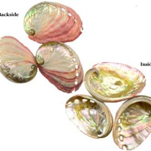 2" - 3" Abalone Shell incense burner