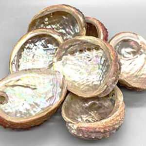 3-4" Abalone Shell incense burner