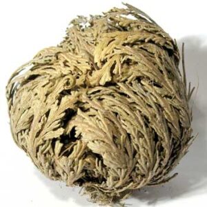 6 pk Jericho Flowers (Selaginella lepidophylla)